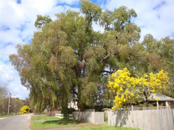 T11474 Schinus molle var areira 