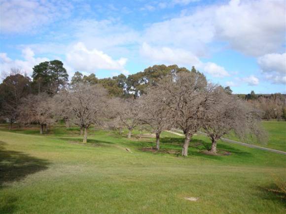 T11471 Quercus macrolepis