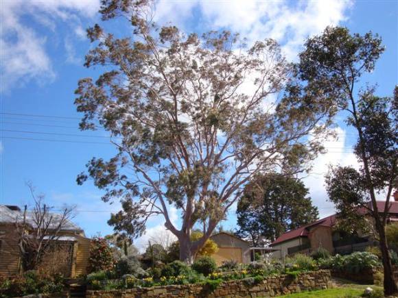 T12086 Corymbia citriodora