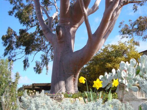 T12086 Corymbia citriodora