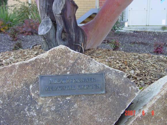 T11274 Arbutus canariensis sign