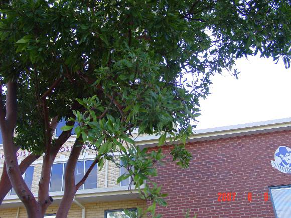 T11274 Arbutus canariensis