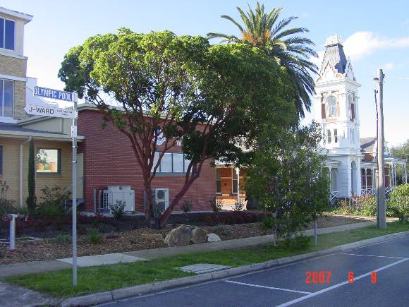 T11274 Arbutus canariensis