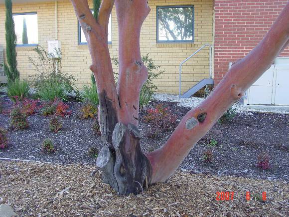 T11274 Arbutus canariensis