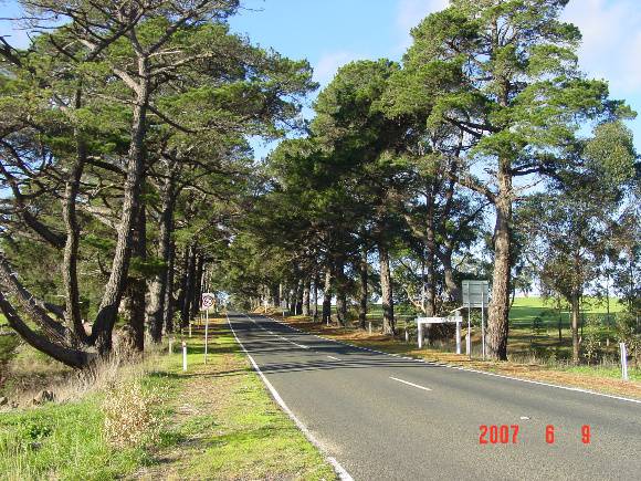 T11278 Monterey Pine Avenue of Honour