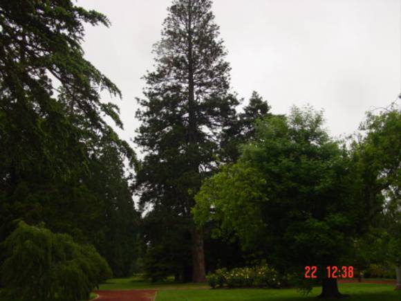 T11294 Pinus ponderosa 