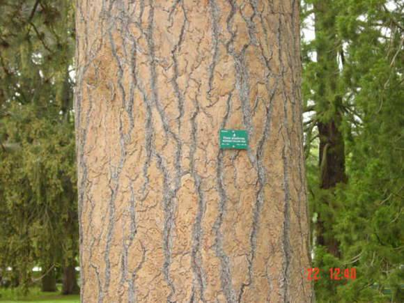 T11294 Pinus ponderosa 