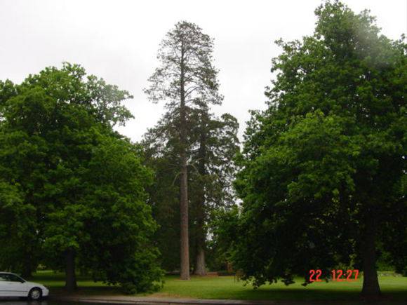 T11294 Pinus ponderosa 