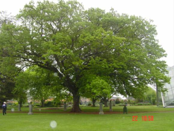 T11297 Quercus cerris 