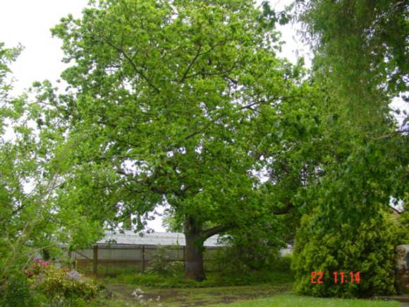 T11298 Quercus robur 