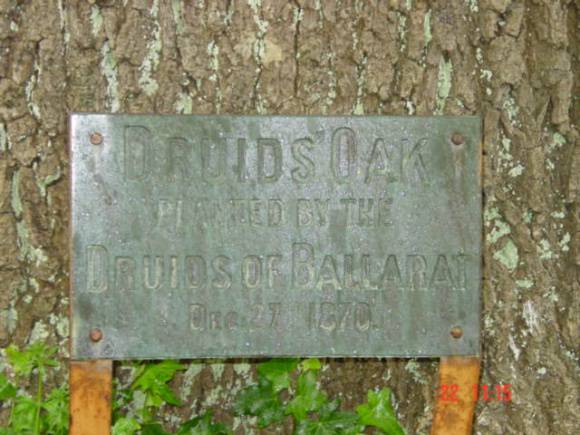 T11298 Quercus robur