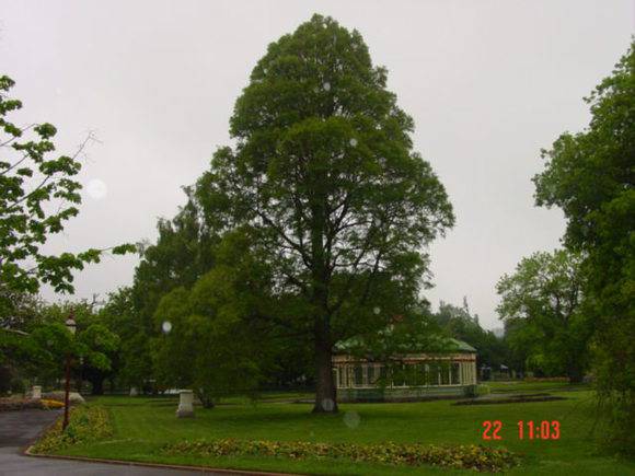 T11303 Taxodium distichum 