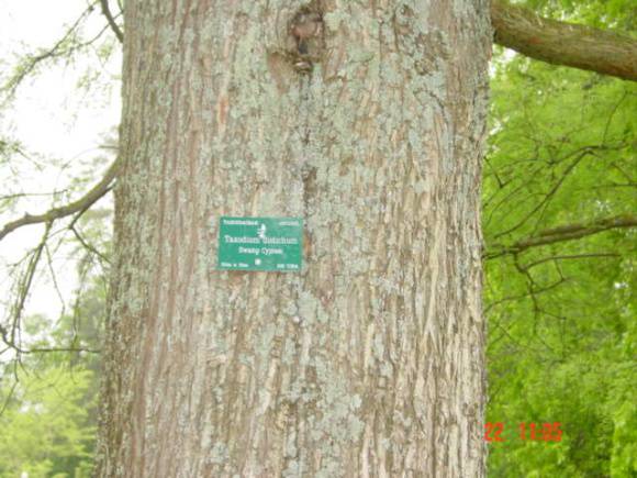 T11303 Taxodium distichum