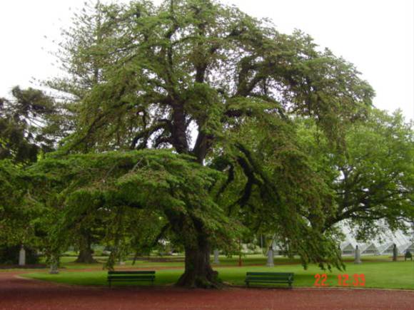 T11304 Ulmus glabra 'Pendula'