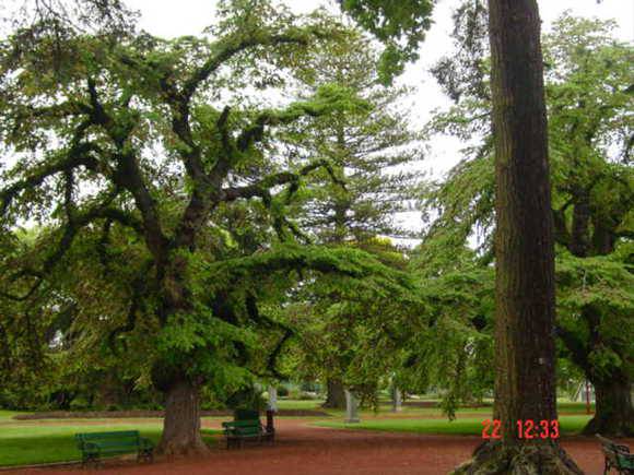 T11304 Ulmus glabra 'Pendula'