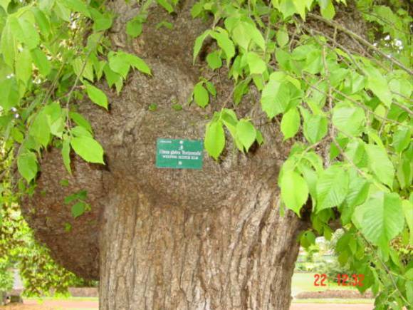 T11304 Ulmus glabra 'Pendula'