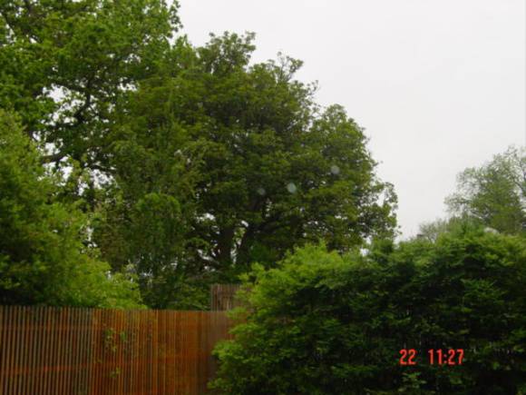 T11305 Vitex lucens Puriri