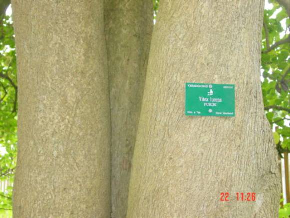 T11305 Vitex lucens Puriri