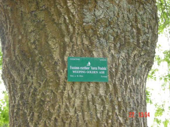 T11306 Fraxinus excelsior 'Pendula' 