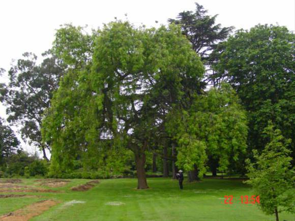 T11306 Fraxinus excelsior 'Pendula' 