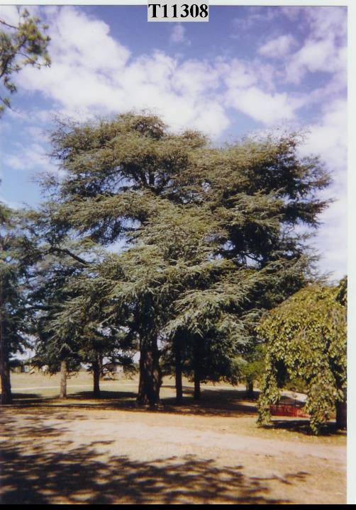 Cedrus atlantica f. glauca 