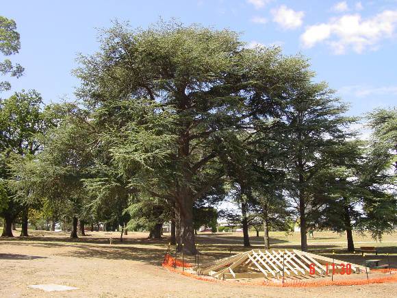 Cedrus atlantica f. glauca 