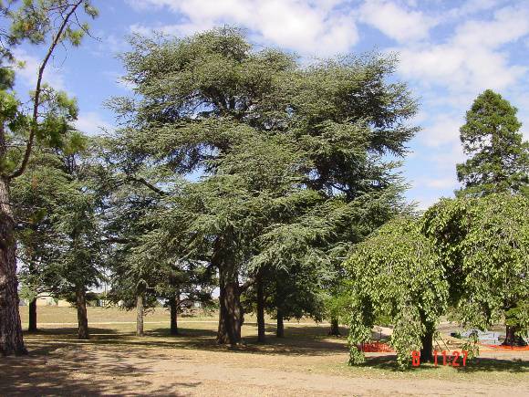 Cedrus atlantica f. glauca 