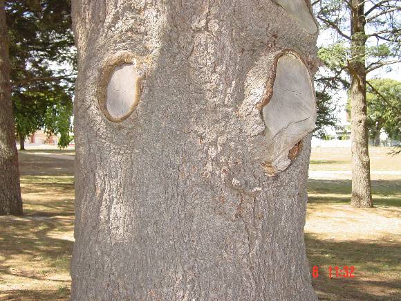 Cedrus atlantica f. glauca 