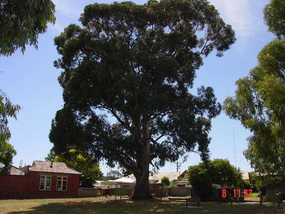 T11311 Eucalyptus globulus subsp. globulus