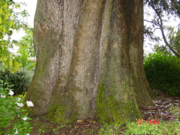 T11312 Eucalyptus globulus subsp. globulus