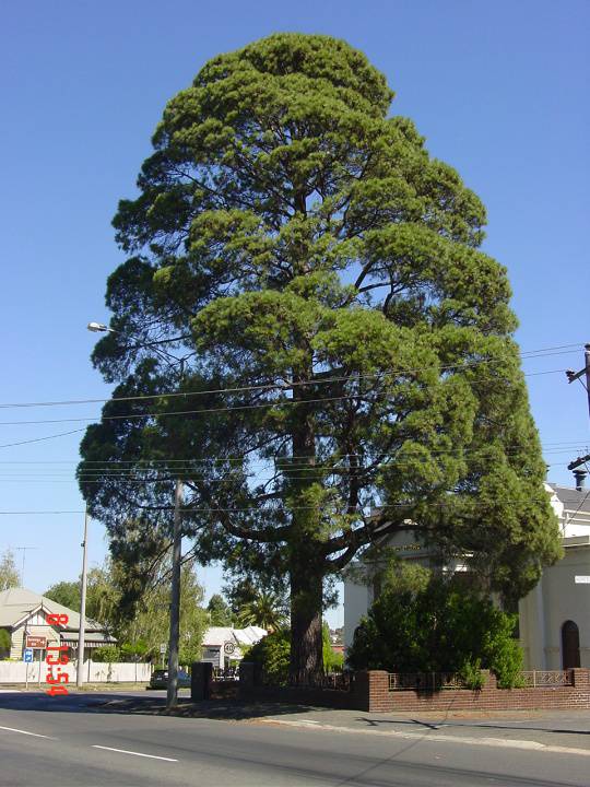 T11314 Pinus canariensis 