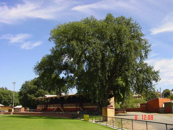 T11316 Ulmus x hollandica