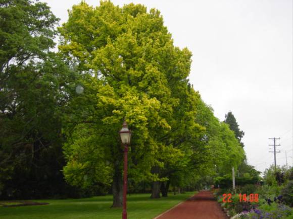 T11320 Ulmus x hollandica 'Wredei'