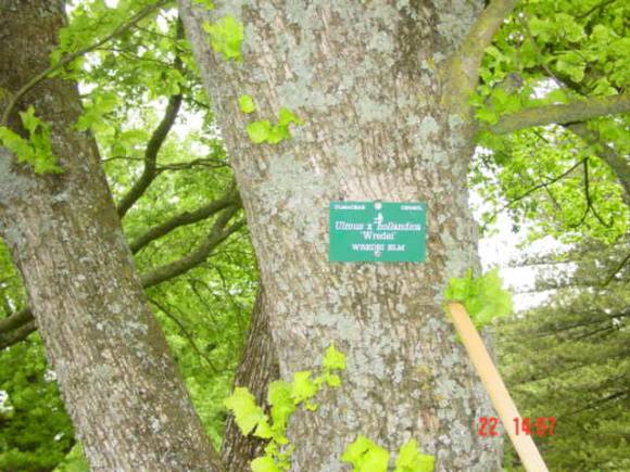 T11320 Ulmus x hollandica 'Wredei'
