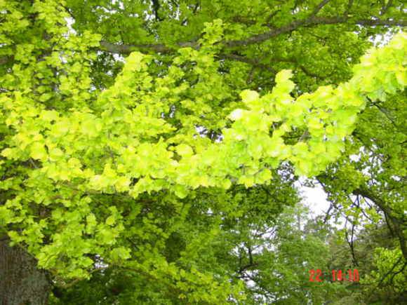 T11320 Ulmus x hollandica 'Wredei' 