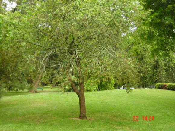 T11322 Amelanchier lamarckii 
