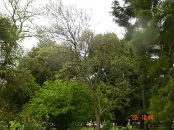 T11323 Fraxinus excelsior 'Auereo-variegata' 