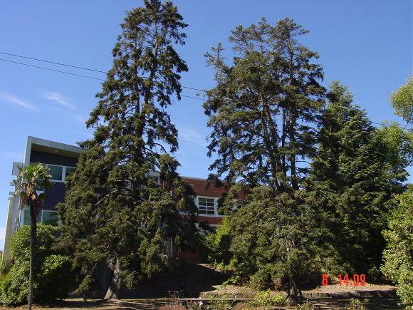 T11328 Abies pinsapo