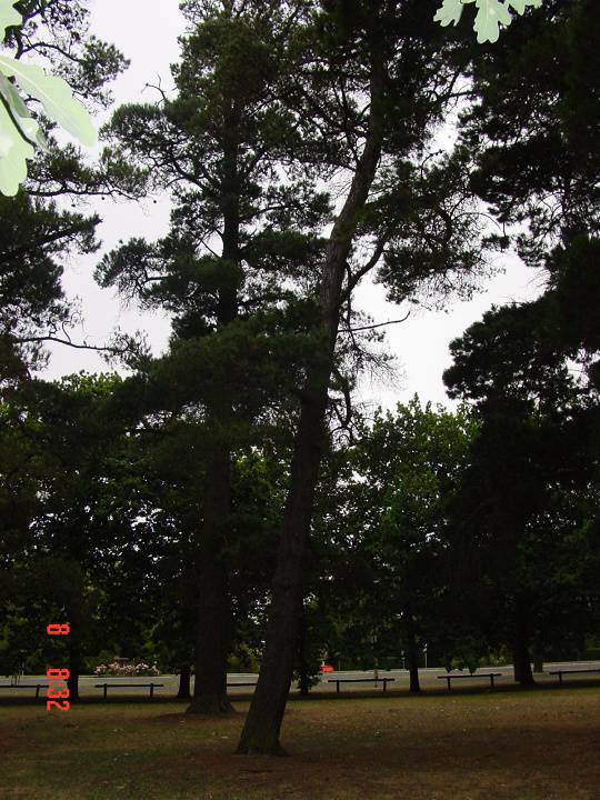 T11330 Pinus contorta var. Contorta