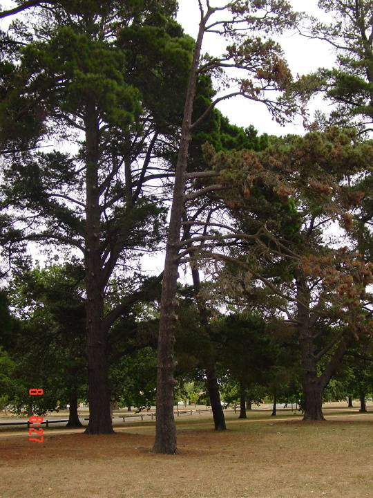 T11330 Pinus contorta var. Contorta