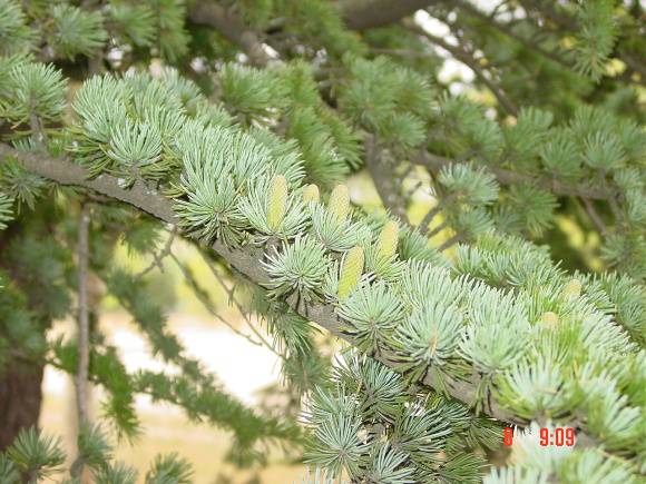 T11331 Halocarpus biformis