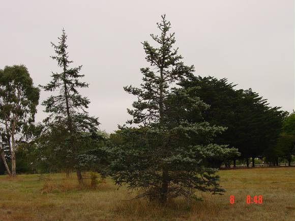 T11331 Halocarpus biformis
