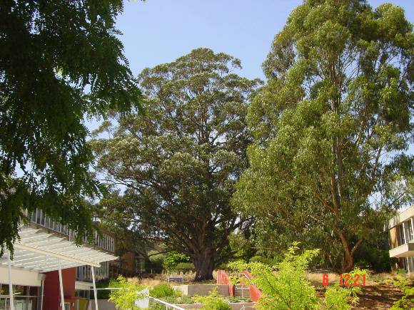 T11430 Eucalyptus globulus subsp. globulus