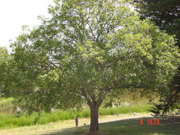 T11435 Acer opalus subsp. obtusatum 