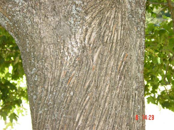 T11436 Acer platanoides  