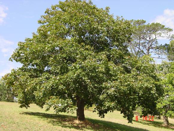 T11436 Acer platanoides 