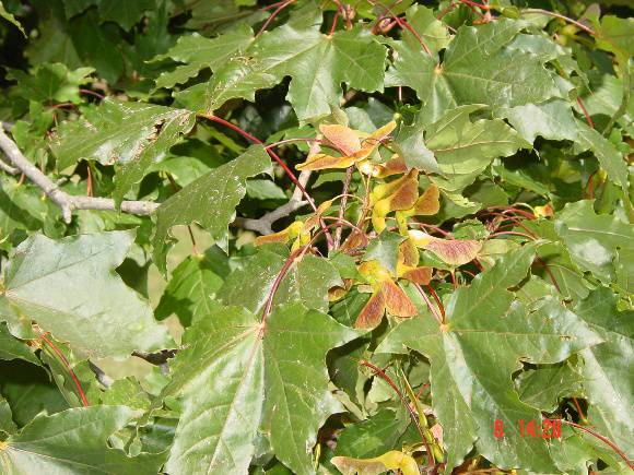 T11436 Acer platanoides