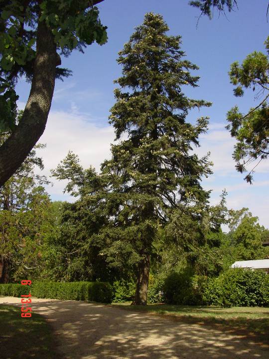 T11437 Abies pinsapo 