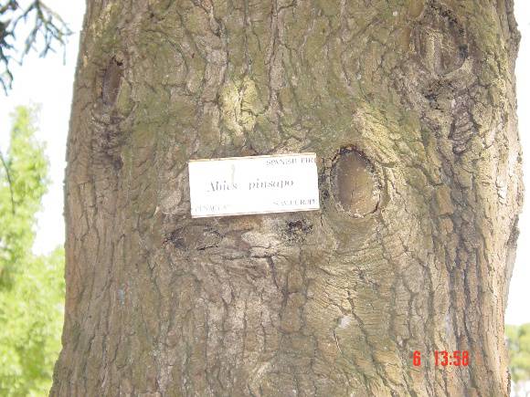 T11437 Abies pinsapo 