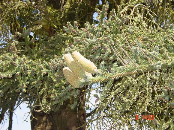 T11437 Abies pinsapo 